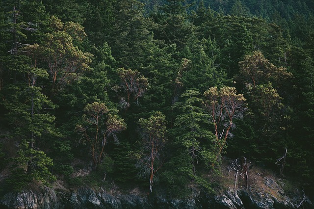 zdjęcie przedstawia las
